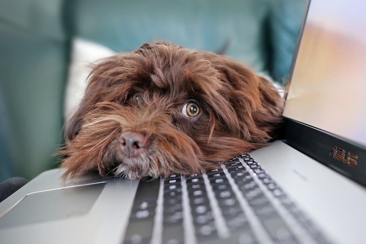 hunde tastaur: tastatur fungerer ikke