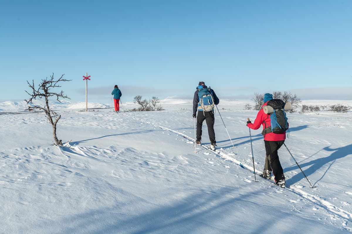 hvordan velge skøyteski: en gruppe mennesker på langrennsski