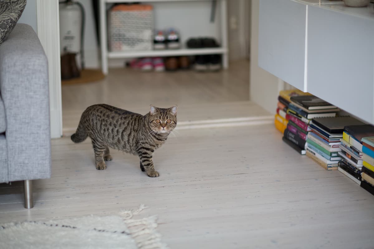 hvordan velge gulv: katt hjemme