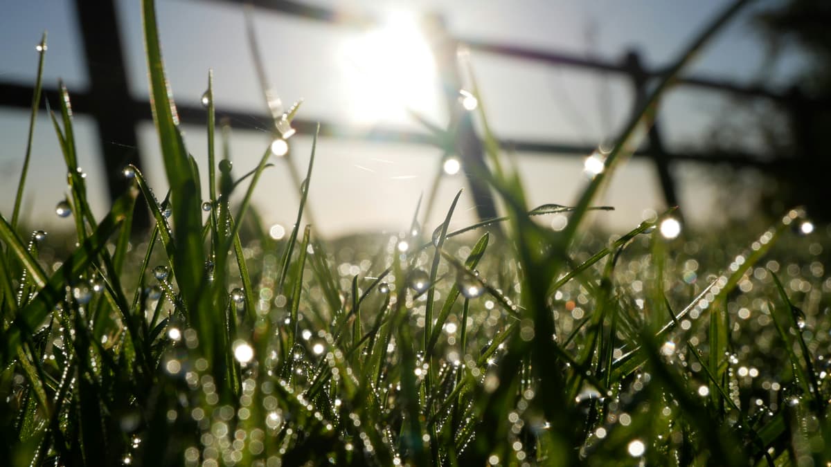 klippe fuktig gress: vått gress